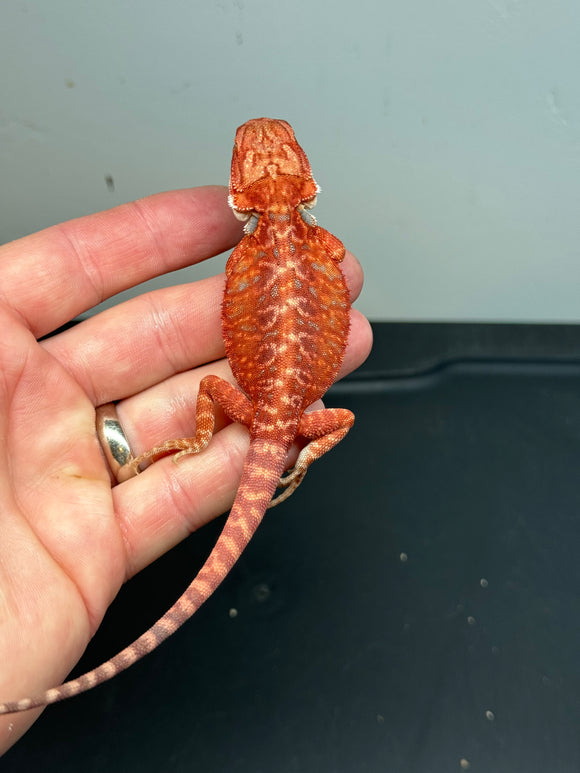 RM237 female, 50% red monster,  hypo, leatherback