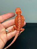 RM237 female, 50% red monster,  hypo, leatherback