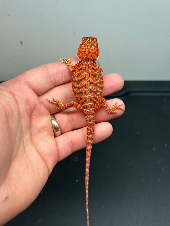 RM240 male, 50% Red Monster, het hypo, tiger, leatherback