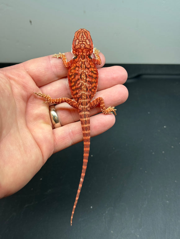 RM241 male, 50% Red Monster, het hypo, leatherback