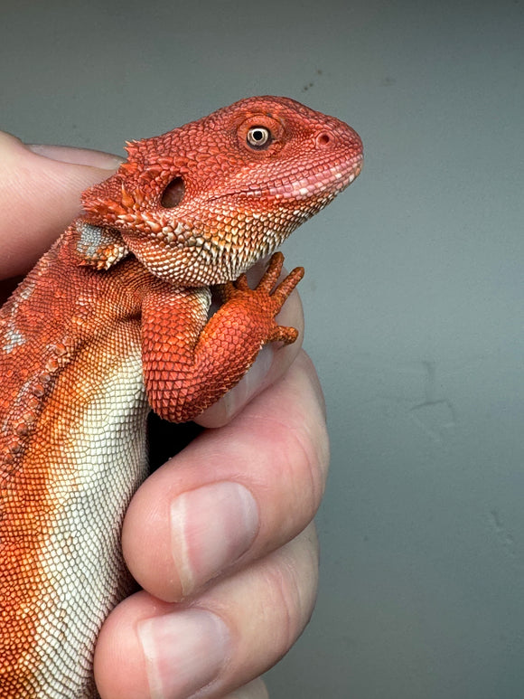 RM245 100% red monster, male, hypo