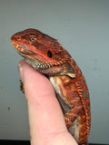RM246 100% Red Monster, male, leatherback, het hypo