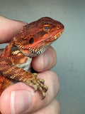 RM246 100% Red Monster, male, leatherback, het hypo
