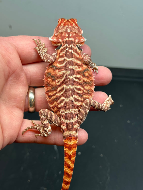 RM251, 50% red monster, male, het hypo, tiger, leatherback