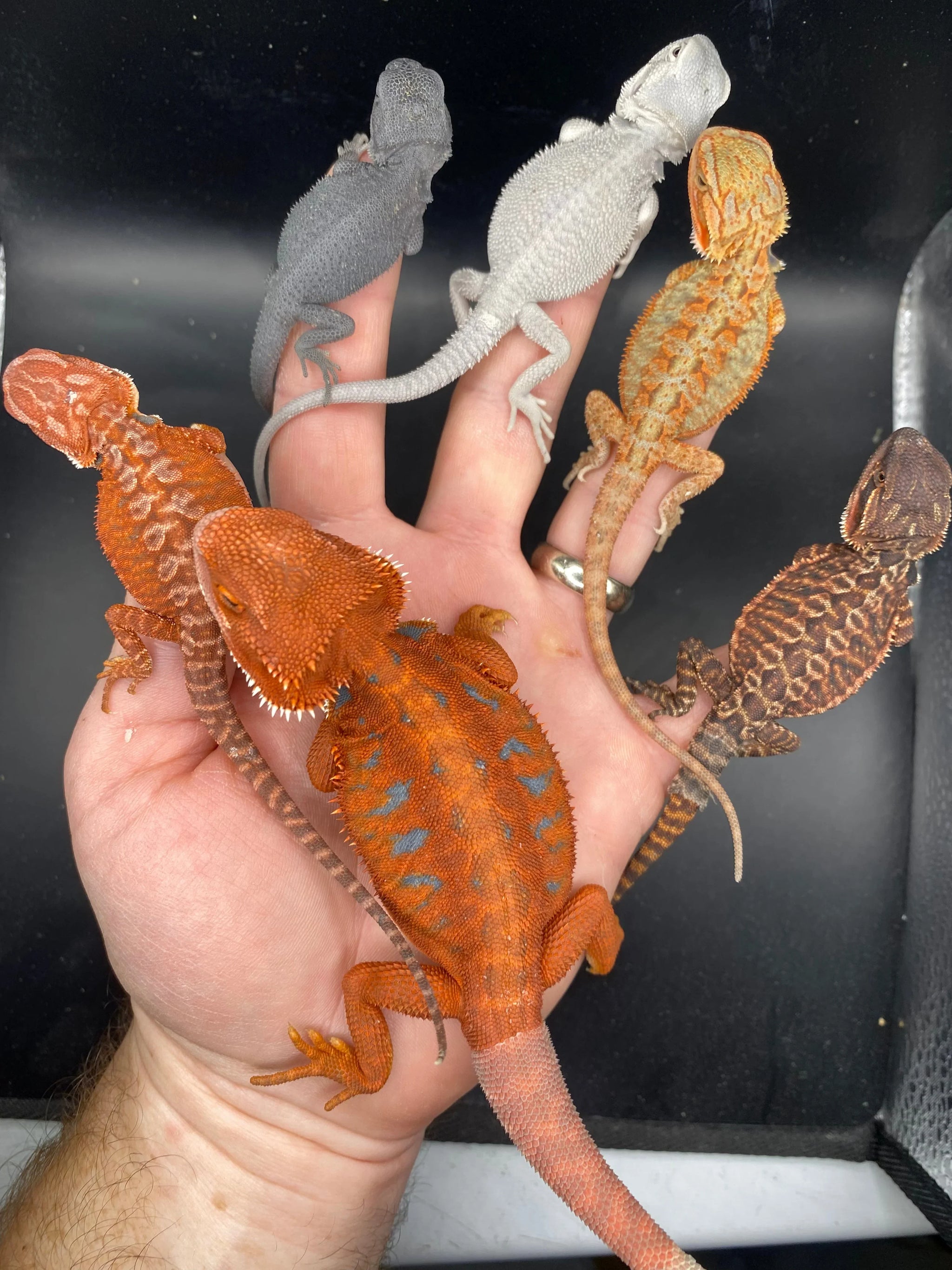 Bearded Dragons – Andrew's Reptiles LLC
