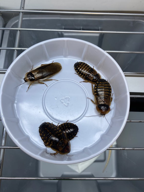 Dubia Roach feeder insects