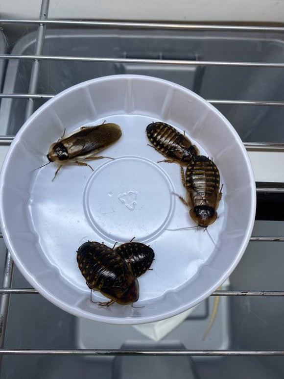 Reptile feeder insects