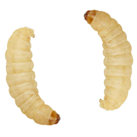 Waxworms feeder insects