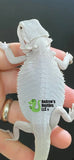 Zero Bearded Dragons – Currently Sold Out