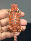 RM984, male, hypo, blue bar, leatherback, 50% Red Monster bearded dragon for sale