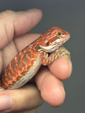 RM984, male, hypo, blue bar, leatherback, 50% Red Monster bearded dragon for sale