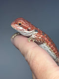 RM984, male, hypo, blue bar, leatherback, 50% Red Monster bearded dragon for sale
