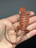 RM984, male, hypo, blue bar, leatherback, 50% Red Monster bearded dragon for sale