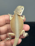 #1608, female, hypo, possible het zero, Witblits  Bearded dragon for sale