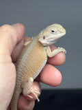 #1608, female, hypo, possible het zero, Witblits  Bearded dragon for sale