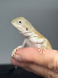 #1608, female, hypo, possible het zero, Witblits  Bearded dragon for sale