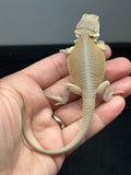 #1608, female, hypo, possible het zero, Witblits  Bearded dragon for sale