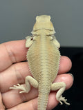 #1609, male, hypo, possible het zero, Witblits Bearded dragon for sale