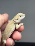 #1609, male, hypo, possible het zero, Witblits Bearded dragon for sale
