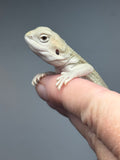 #1609, male, hypo, possible het zero, Witblits Bearded dragon for sale