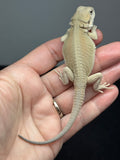 #1609, male, hypo, possible het zero, Witblits Bearded dragon for sale