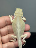 #1610, male, hypo, possible het zero, Witblits Bearded dragon for sale
