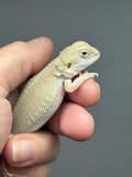 #1610, male, hypo, possible het zero, Witblits Bearded dragon for sale
