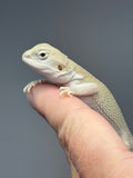#1610, male, hypo, possible het zero, Witblits Bearded dragon for sale