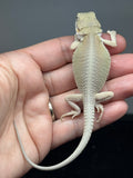 #1610, male, hypo, possible het zero, Witblits Bearded dragon for sale
