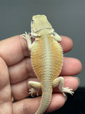 #1611, male, hypo, possible het zero, Witblits Bearded dragon for sale