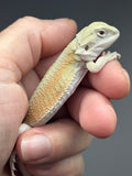 #1611, male, hypo, possible het zero, Witblits Bearded dragon for sale