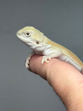 #1611, male, hypo, possible het zero, Witblits Bearded dragon for sale