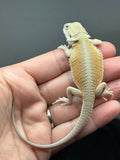 #1611, male, hypo, possible het zero, Witblits Bearded dragon for sale