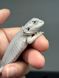 #1612, female, hypo, leatherback, possible het wits/trans, Zero Bearded Dragon for sale