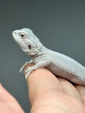 #1612, female, hypo, leatherback, possible het wits/trans, Zero Bearded Dragon for sale