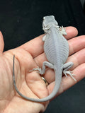 #1612, female, hypo, leatherback, possible het wits/trans, Zero Bearded Dragon for sale