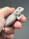 #1615, female, hypo, possible het wits, Zero Bearded Dragon for sale