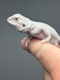 #1615, female, hypo, possible het wits, Zero Bearded Dragon for sale