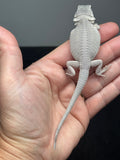 #1615, female, hypo, possible het wits, Zero Bearded Dragon for sale