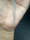 #1615, female, hypo, possible het wits, Zero Bearded Dragon for sale