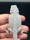 #1615, female, hypo, possible het wits, Zero Bearded Dragon for sale