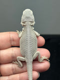 #1613, female, hypo, #1614, female, hypo, possible het wits,  Zero Bearded Dragon for sale