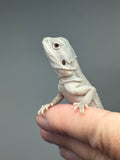 #1613, female, hypo, #1614, female, hypo, possible het wits,  Zero Bearded Dragon for sale