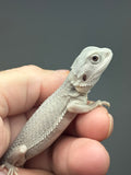 #1613, female, hypo, #1614, female, hypo, possible het wits,  Zero Bearded Dragon for sale