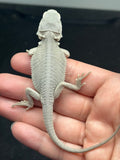 #1613, female, hypo, #1614, female, hypo, possible het wits,  Zero Bearded Dragon for sale