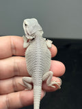 #1614, female, hypo, possible het wits, Zero Bearded Dragon for sale
