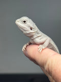 #1614, female, hypo, possible het wits, Zero Bearded Dragon for sale