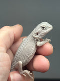 #1614, female, hypo, possible het wits, Zero Bearded Dragon for sale