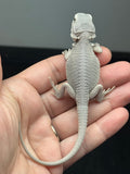 #1614, female, hypo, possible het wits, Zero Bearded Dragon for sale