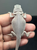 #1616, male, hypo, possible het wits, Zero Bearded Dragon for sale